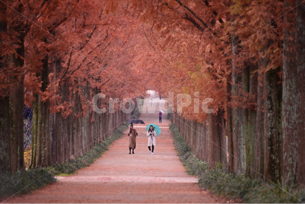 나주,수목원,산림자원연구원,메타길,가을,tree,나무,plant,단풍,person,사람,human,인간,가을,계절,fall,autumn,season,자연,풍경,nature,landscape,한국자연풍경,한국자연경관,korea nature landscape