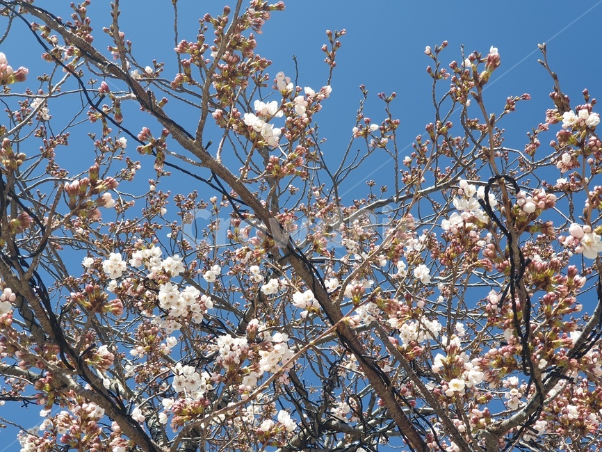 봄,봄꽃,벚꽃,식물,봄나들이,plant