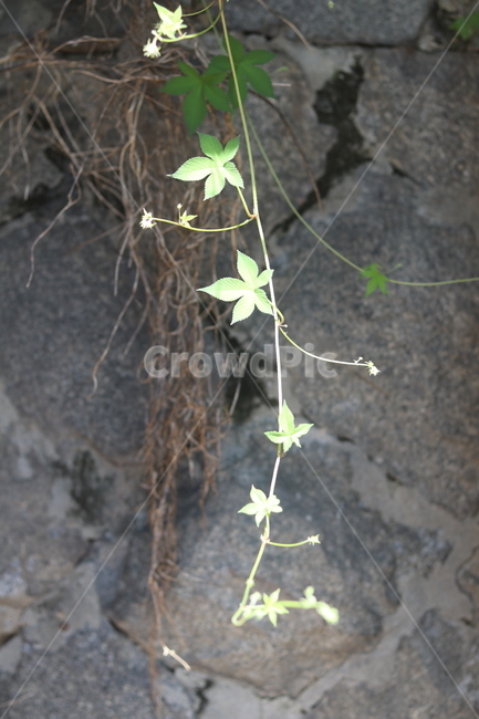 자연,돌담,담쟁이,초록색,잎사귀,넝쿨,힐링,담벼락,햇빛,식물,자연,plants,nature