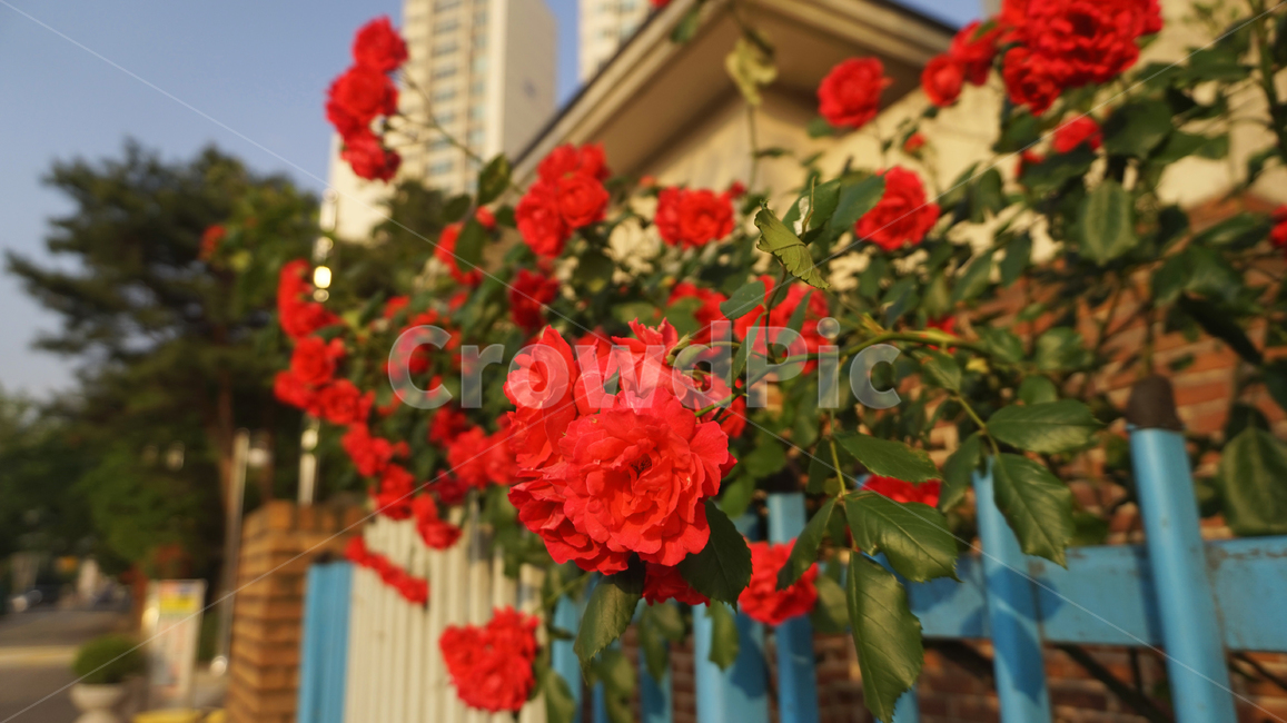꽃,flower,장미,flowers,red,redflower