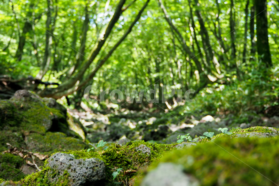 제주도,자연,풍경,jejuisland,jeju,nature,landscape,숲,이끼,나무,forest,moss,tree,자연,풍경,nature,landscape,vegetation,초목,plant,식물,outdoors,옥외,land,땅,woodland,삼림지,grove,작은 숲