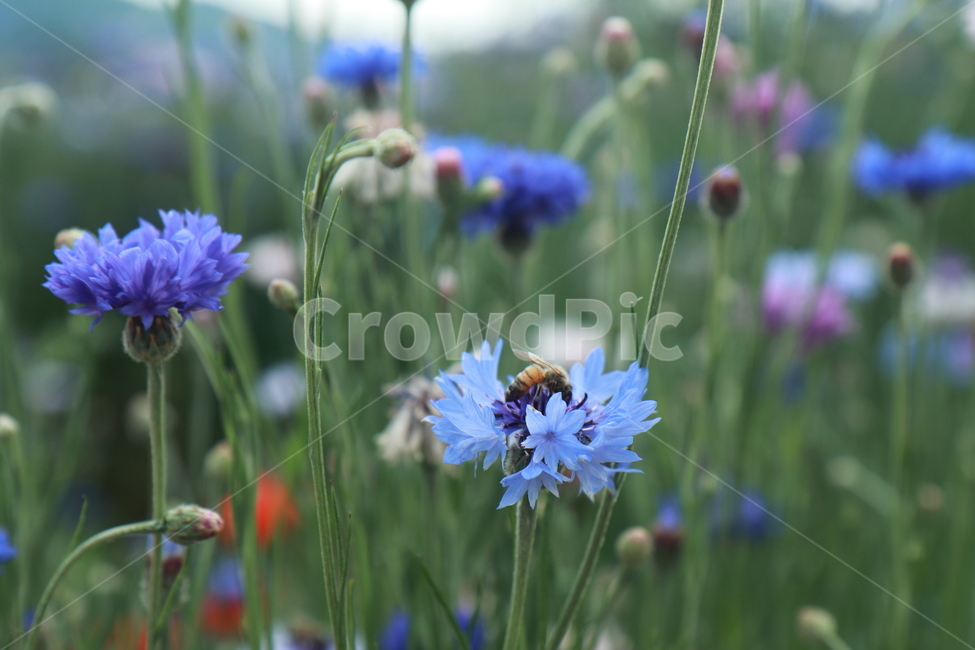 수레국화,벌,울산태화강축제,플라워,자연,식물,자연,plants,nature,꽃,flower,동물,animal,곤충,벌레,insect,bug