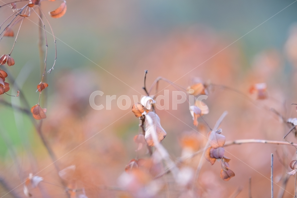 가을,낙엽,고독,외로움,추위,가을,계절,fall,autumn,season,식물,자연,plants,nature