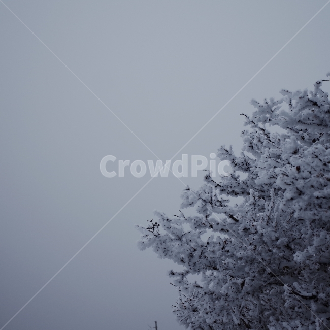 눈,눈꽃,겨울산,겨울,산,화이트,겨울,계절,winter,season,식물,자연,plants,nature,나무,trees,wood