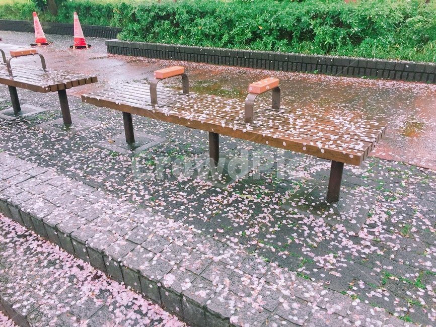 벚꽃,나카메구로,벚꽃축제,비,벤치,의자,sakura