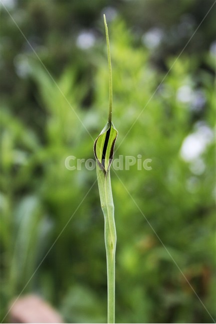 toxic,Crane man,Cheonnam and,wildflowers,perennial plant