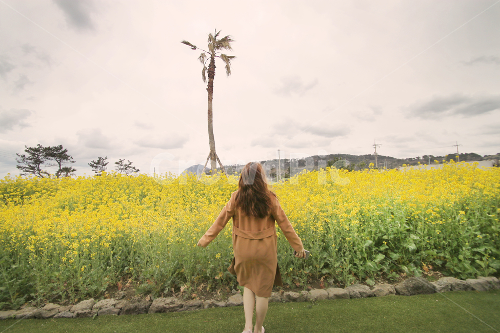 제주도,유채꽃,꽃밭,대한민국,제주,봄,자연,제주도유채꽃,제주유채꽃,식물,사람,인간,하늘,꽃,잔디밭,잔디,뒷모습,봄풍경,jejudo,jejuisland,travel,trip,tour,봄풍경,제주도봄,제주도여행,제주도꽃밭,제주도풍경,korea,flower,봄,계절,spring,season,사람,인물,인간,human,person,여성,여자,woman,female,lady,grass,plant