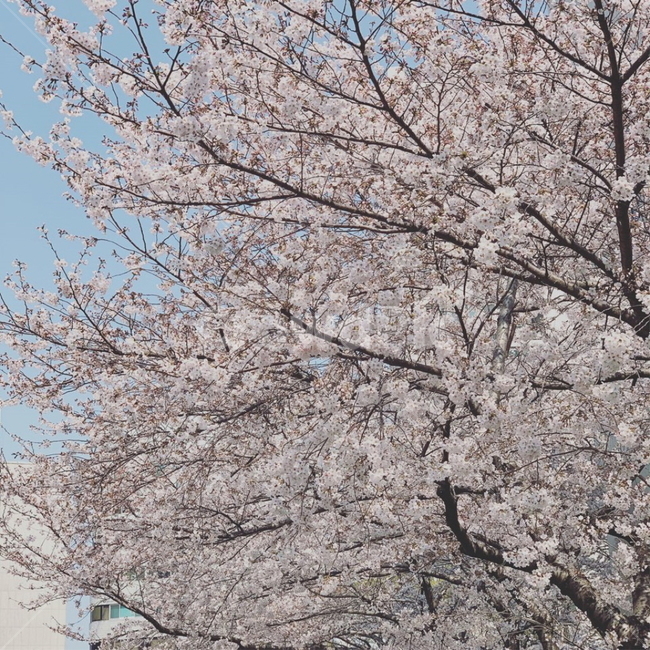 벚꽃,만개,봄,체리블로썸,따뜻