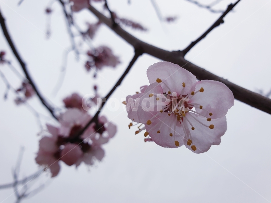 벚꽃,가지,봄,계절,식물,하늘,분홍,분홍빛,꽃,cherryblossoms,branch,spring,season,pink,flower,plants
