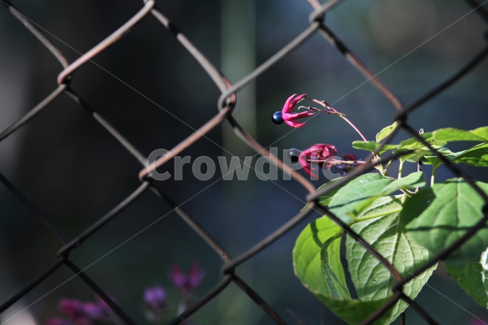 가을열매,가을사진,감성사진,누리장나무열매,철망과열매,철조망,식물,자연,plants,nature,과일,열매,fruit