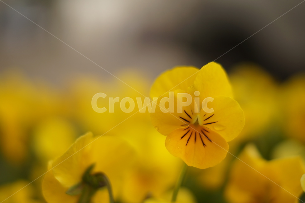 plant,식물,flower,꽃,팬지,pansy,쌍떡잎식물,제비꽃목,식물,자연,plants,nature,꽃,flower