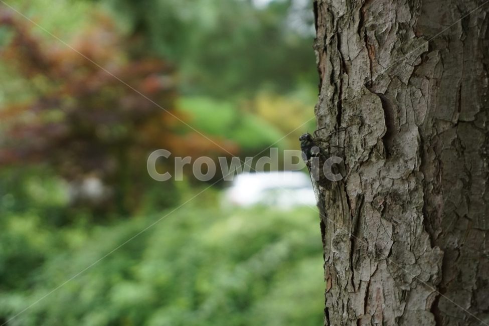 매미,곤충,접사,자연,식물,풍경,아웃포커싱,식물,자연,plants,nature,나무,trees,wood,동물,animal,곤충,벌레,insect,bug