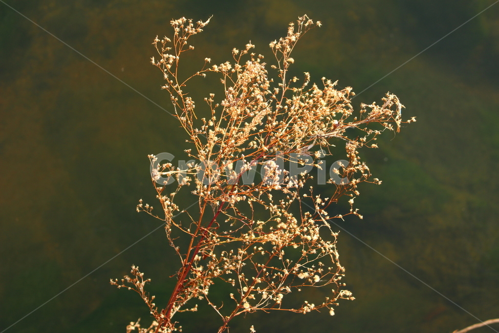 식물,녹색배경,마른가지,풀,갈색,식물,자연,plants,nature,나무,trees,wood