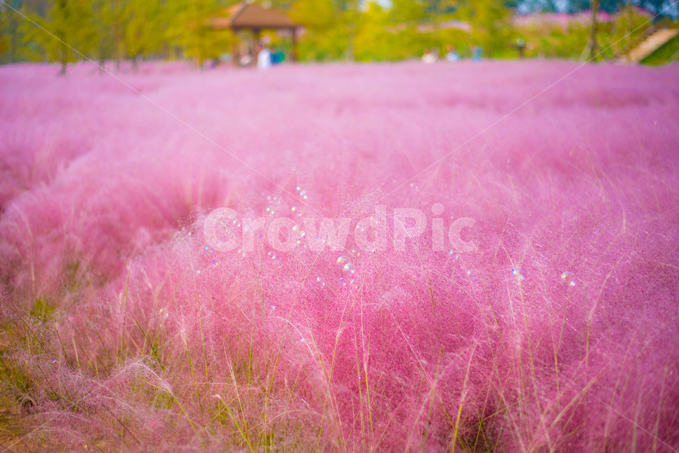 핑크뮬리,꽃,분홍꽃,갈대,핑크갈대,가을,계절,fall,autumn,season,자연,풍경,nature,landscape