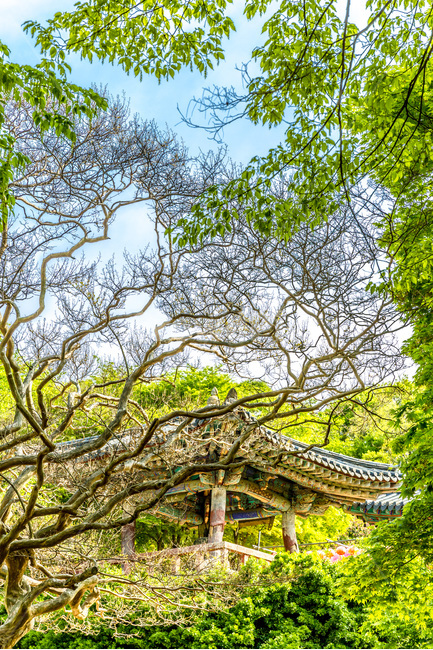 봄,풍경,사찰,전통,기와,문양,한국전통,한국문화,korean traditional,korean culture,종교,신앙,religion,belief,faith,건축물,건물외관,exterior,building,structure,architecture,construction