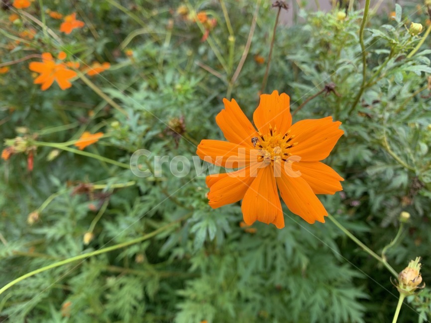 꽃,가을,flower,코스모스,황화코스모스,식물,plant,식물,자연,plants,nature,꽃,flower