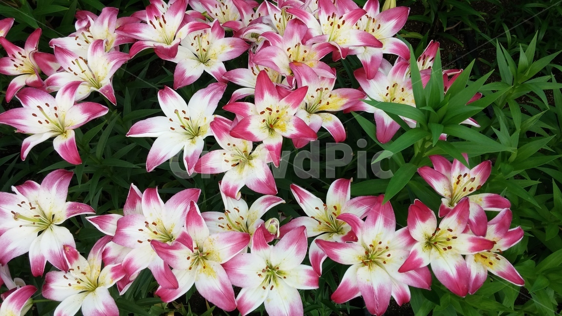 plant,식물,flower,blossom,가을,나들이,꽃,축제,식물,자연,plants,nature,꽃,flower