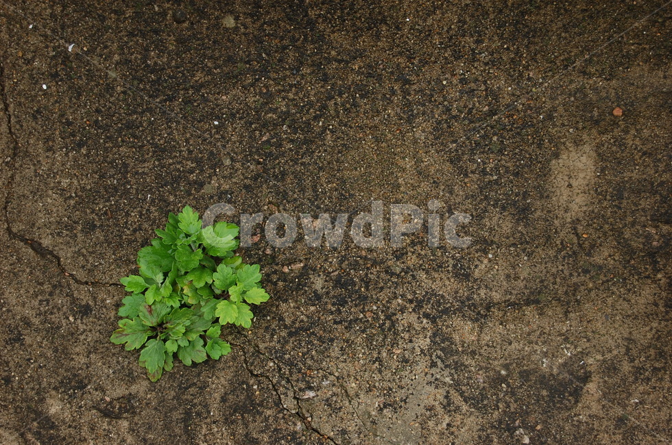 풀,초록,새싹,콘크리트,시멘트,바닥,식물,자연,plants,nature