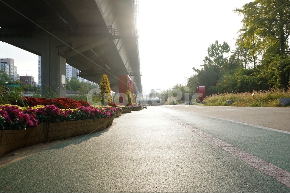 국화,가을,전시,홍제천,노랑,빨강,교각,여유,road,산책,walkway,pavement,beautiful,plant,flower,우아함,계절,autumn,fall,꽃,season,yellow,floral,chrysanthemum,nobility,고귀함,향기,가을대표,자연,풍경,nature,landscape