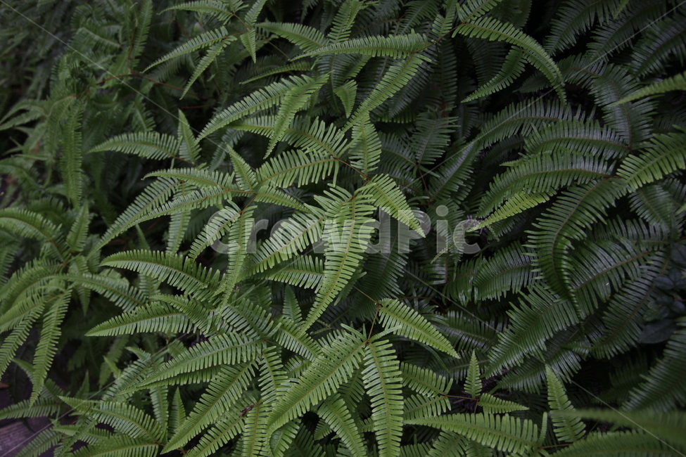 고사리,양치식물,녹색,그린,덤불,식물,자연,plants,nature