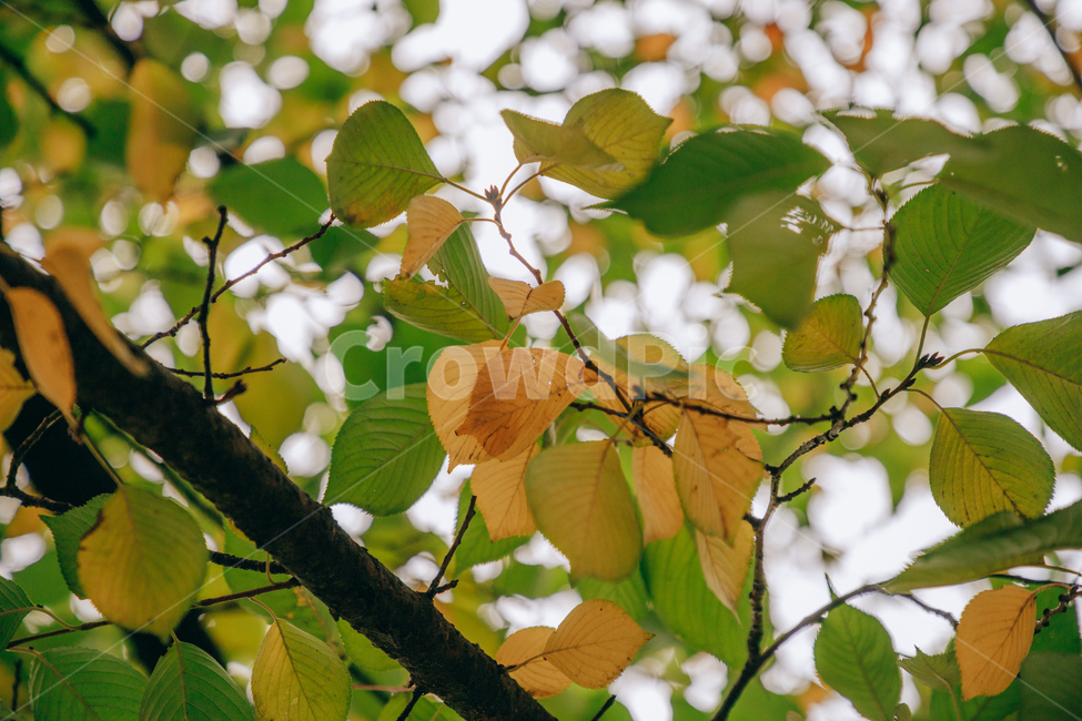 노랑,초록,나무,가을,단풍,나뭇잎,잎,가을,계절,fall,autumn,season,식물,자연,plants,nature,plant,leaf,veins,정맥