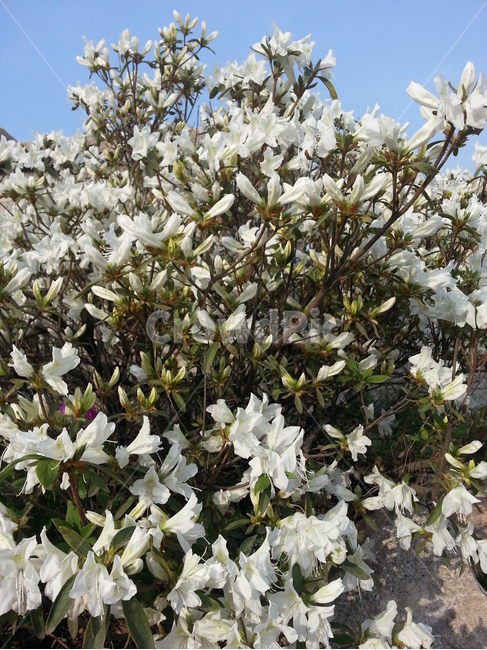 plant,식물,flower,꽃,blossom,철쭉,봄꽃