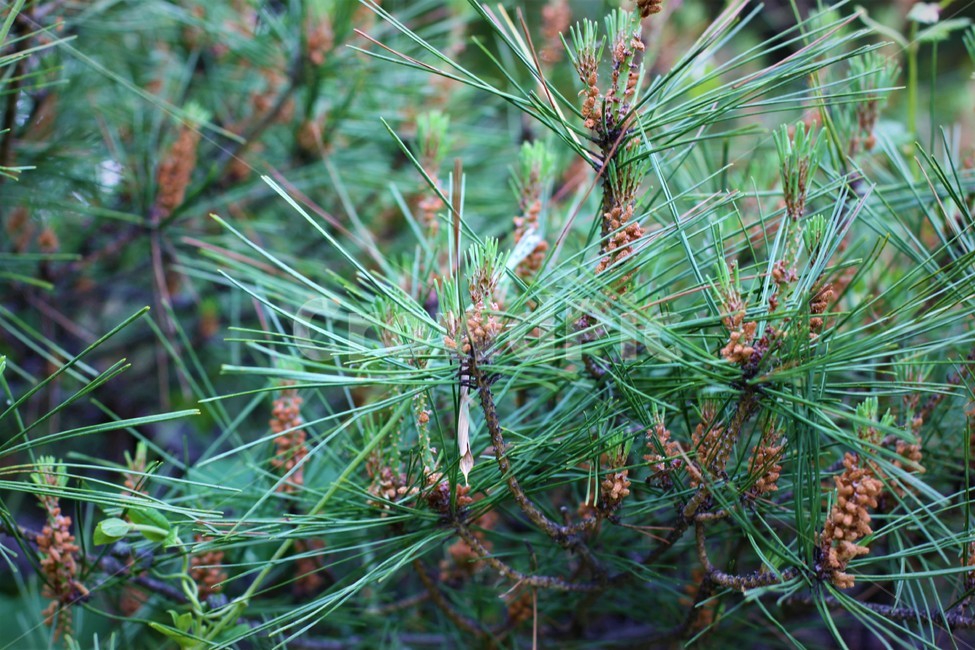 야생화,숲,소나무,소나무꽃,솔잎,식물,자연,plants,nature