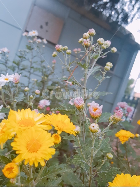 노란꽃,꽃들,꽃봉우리,풀,풀꽃
