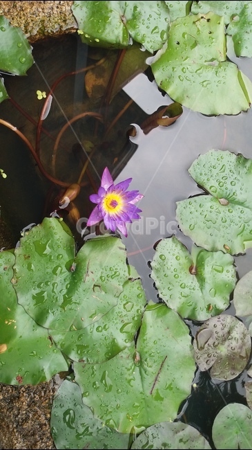 연꽃,절,불교,부처,해탈,열반,수행,참선,명상,수련,깨달음,진리,번뇌,윤회,무소유,정신,마음,종교,신앙,지혜,도,영혼,힐링,사색,인도,인도네시아,꽃,식물,예쁜꽃,아름다운꽃,flower,plant,beautiful,pink,꽃축제,아름다운,우아한,화려한,자연,공원,보라색,여름,alotusflower,lotusblossom,sacredlotus,indianlotus,waterlotus,nelumbonucifera,waterlily,pondlily,waternymph,candock,training,buddhisttemple,buddhism,buddha,buddhistdoctrines,gautamasiddhartha,asceticism,india,healing,meditation,enlightenment,nirvana,nonpossession,truth,anguish,agony,mind,spirit,soul,wisdom,wise,religion,faith,samsara,metempsychosis,tao,purple,식물,자연,plants,nature,꽃,flower
