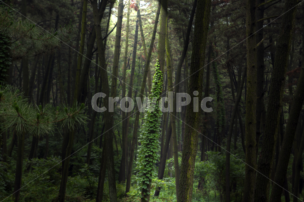 숲,빛,햇빛,나무,정글,빛줄기,식물,산,숲속,자연,풍경,nature,landscape,plant,tree