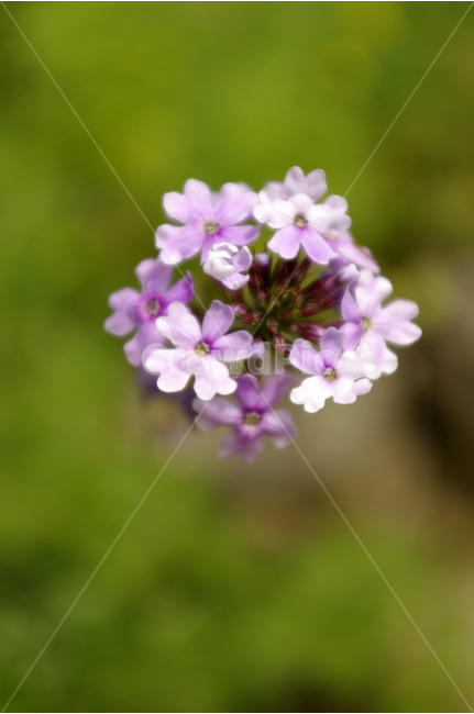꽃,식물,flower,color,nature,자연,식물,자연,plants,nature,꽃,flower