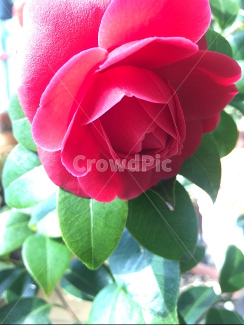 동백,초화화,화초,식물,꽃,식물,자연,plants,nature,꽃,flower
