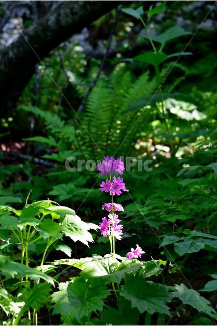 큰앵초,야생화,꽃,식물,자연,생태,플라워,flower,plants,nature,식물,자연,plants,nature,꽃,flower