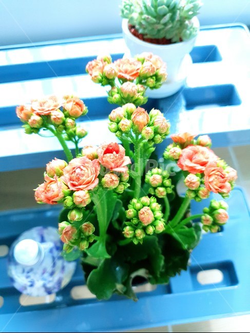 식물,꽃,파랑,flowers,plant