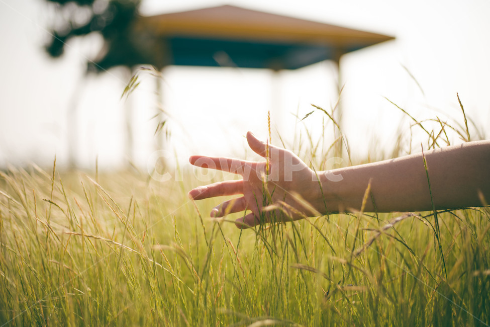 손,풀,아련함,분위기,아웃포커싱,hand,grass,moving,sentimental,사람,인물,인간,human,person,신체일부,몸,body,감성,sensible,feeling,휴식,힐링,rest,relaxation,healing
