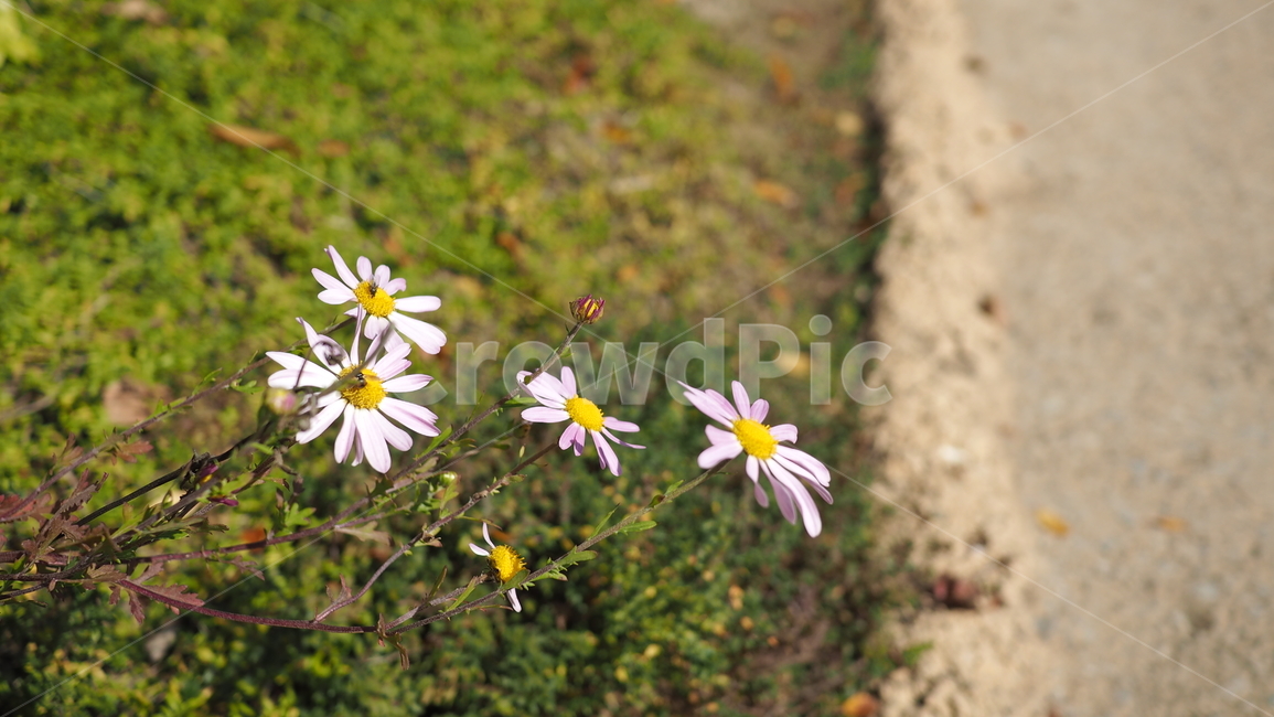 야생화,꽃,식물,wildflower,flower,plant,blossom,들꽃,식물,자연,plants,nature