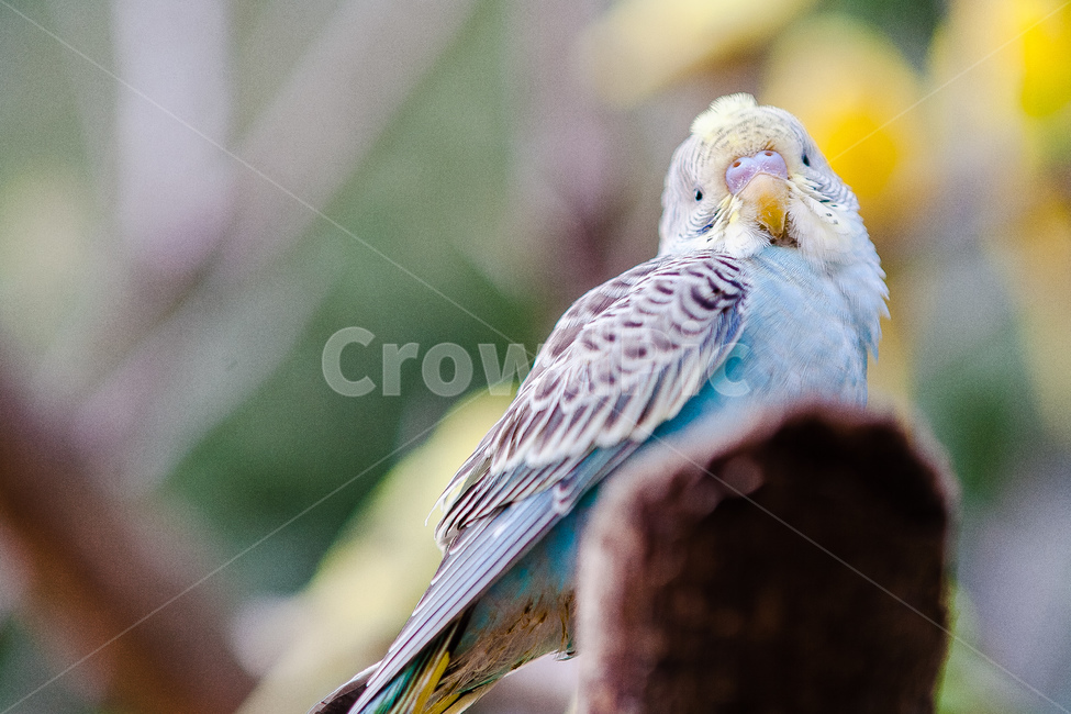 앵무새,동물원,새,생명,동물,날개,동물,animal,조류,새,birds