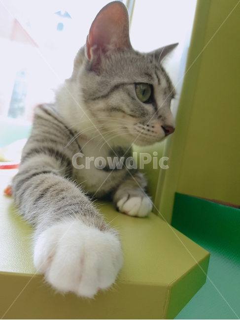 고양이,암컷,믹스묘,흰양말,고등어태비,길냥이,반려동물,가족,pseudoidea,cat