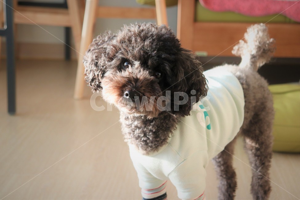 푸들,강아지,poodle,dog,까만강아지,blackpoodle,개,갸우뚱하는강아지,동물,animal,포유류,mammal,개,강아지,dog,doggy