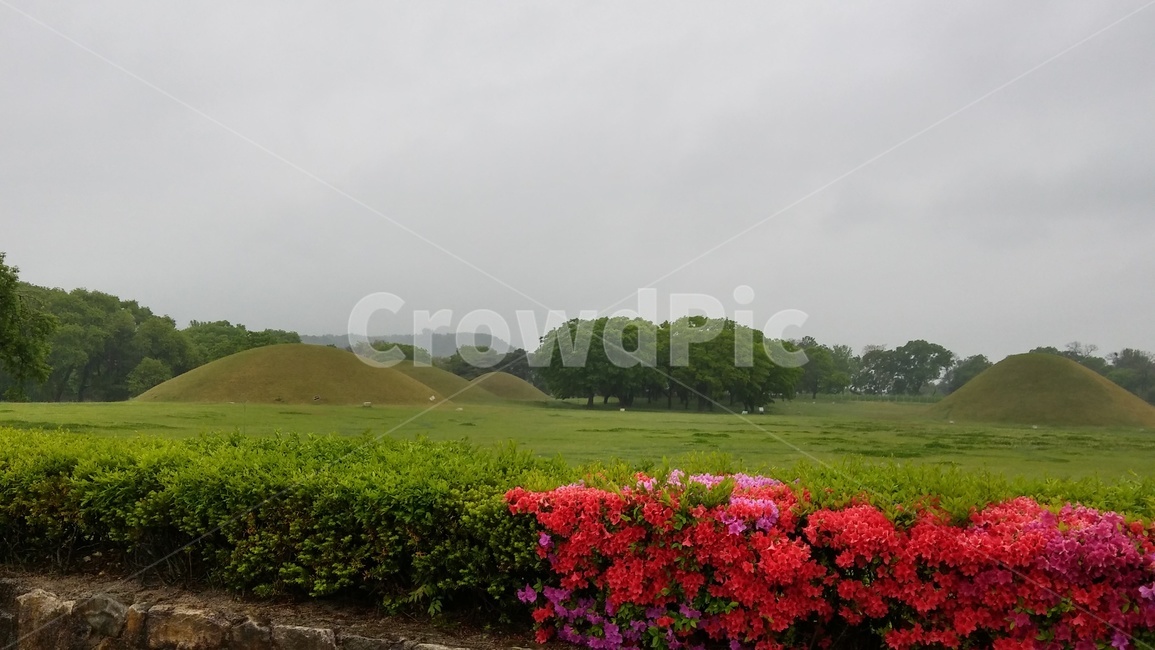 릉,경주,흐린날,비오는날,꽃