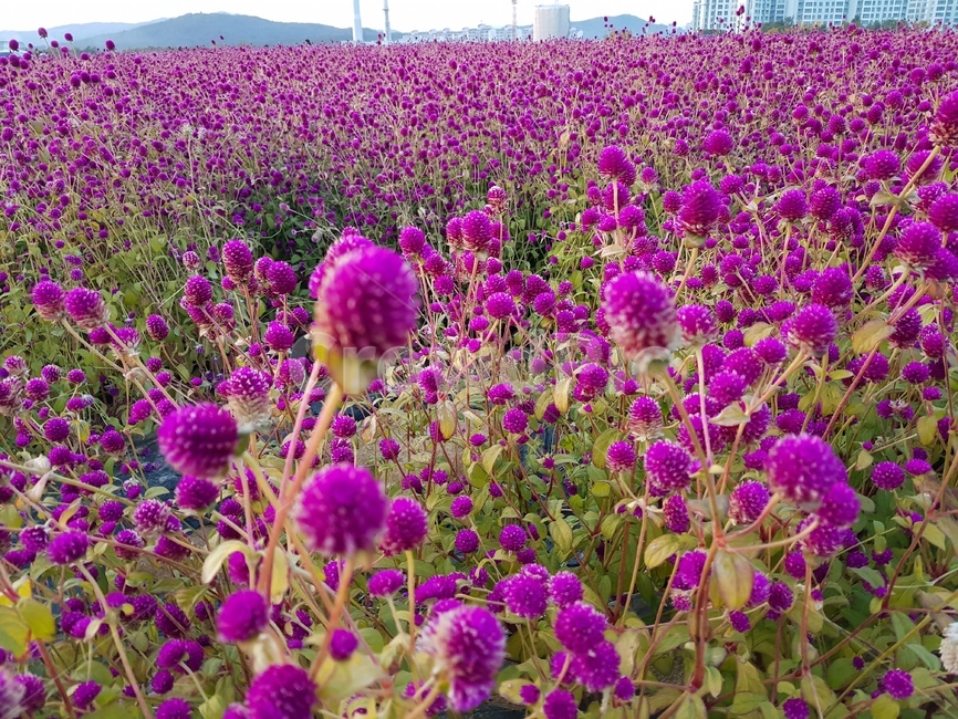 자연,꽃,보라색,봄,공원,꽃밭,꽃축제,나리공원