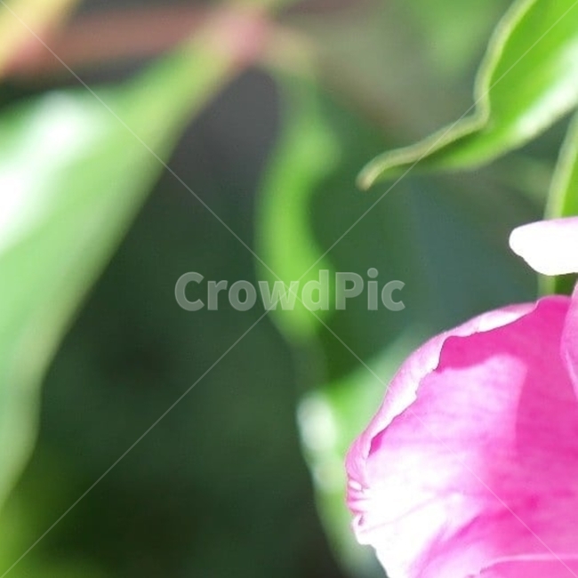 꽃,flower,식물도감,plant,beautiful,식물,순수,pure,감성,꽃줄기,7월,모란,작약과,paeoniasuffruticosa,목단,3겹,꽃턱,씨방,홍색,꽃받침,양성,내봉선,종자,씨앗,seed,재배품종,실생,양토,개화기,부귀,만개,민산작약,털백작약,단면,꽃사진,핑크,퍼플,속씨식물,쌍떡잎,들꽃,illustrated plant book,꽃잎,내화피,암술,꽃밥,화관,갈래꽃,통꽃,수분,花冠,petal,內花被,외화피,꽃가루,충매화,양성화,화엽,꽃대,식물,자연,plants,nature,꽃,flower