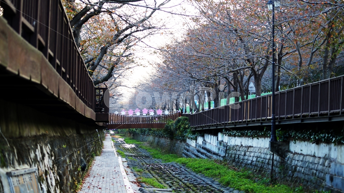 가을,가을풍경,여좌천,단풍,풍경,자연,풍경,nature,landscape,plant,식물,path,통로