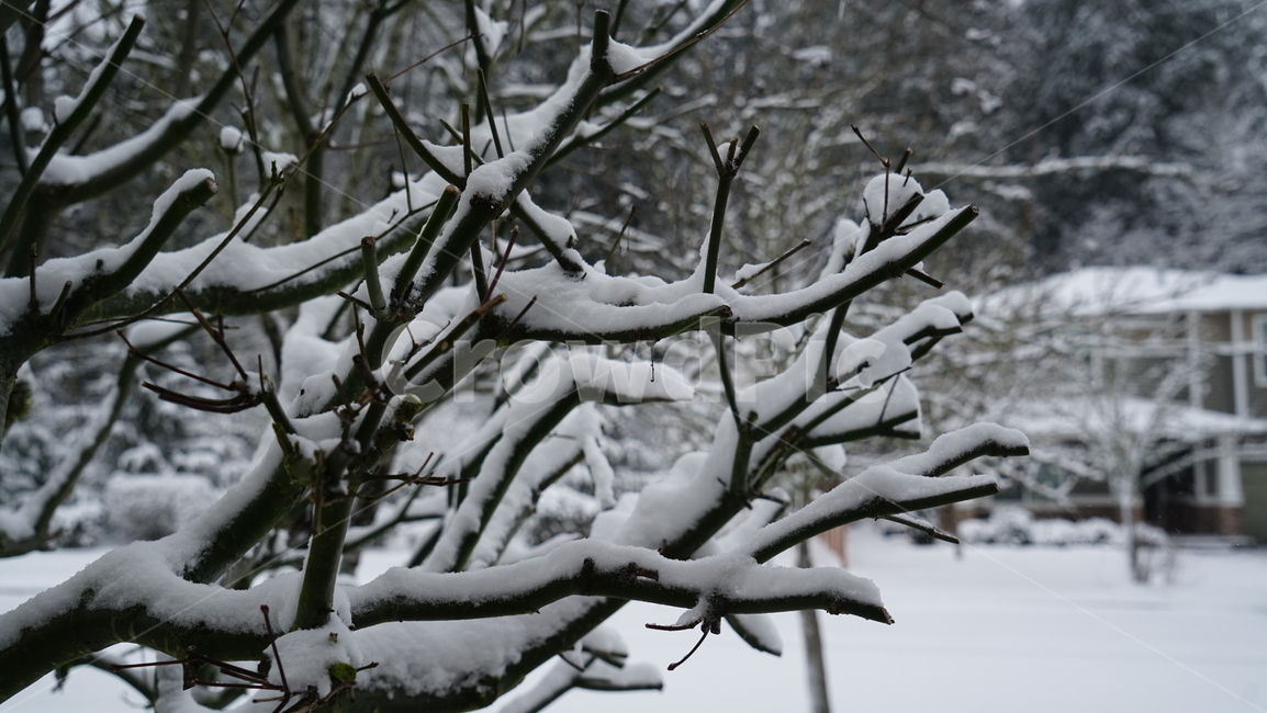 snow,snowfall,눈,첫눈,눈꽃,겨울,계절,winter,season
