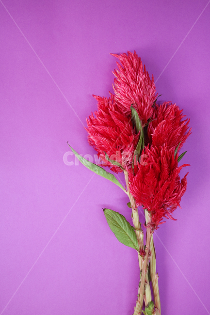 맨드라미,꽃,꽃다발,빨간꽃,빨강,배경,백그라운드,배경이미지,컬러,꽃,flower