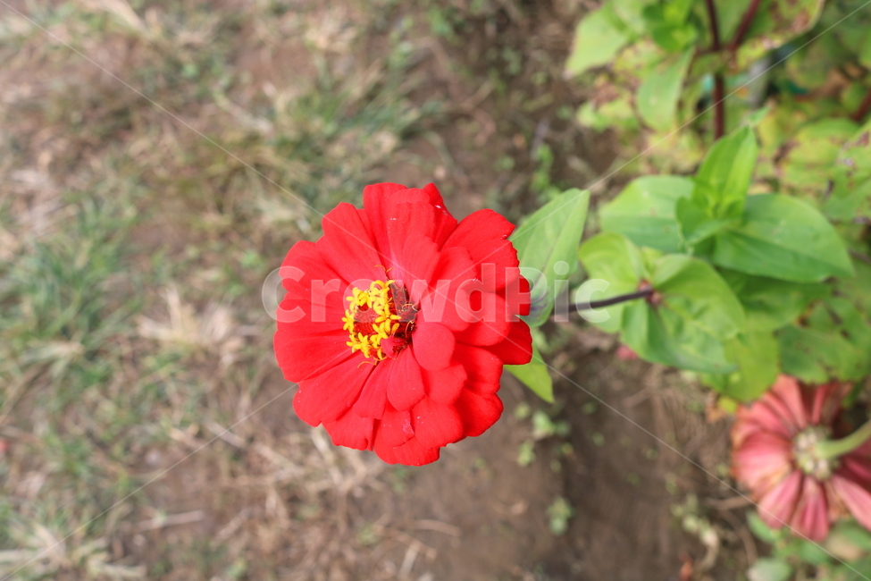 백일홍,꽃,백일홍꽃,식물,자연,국화과,식물,자연,plants,nature,꽃,flower