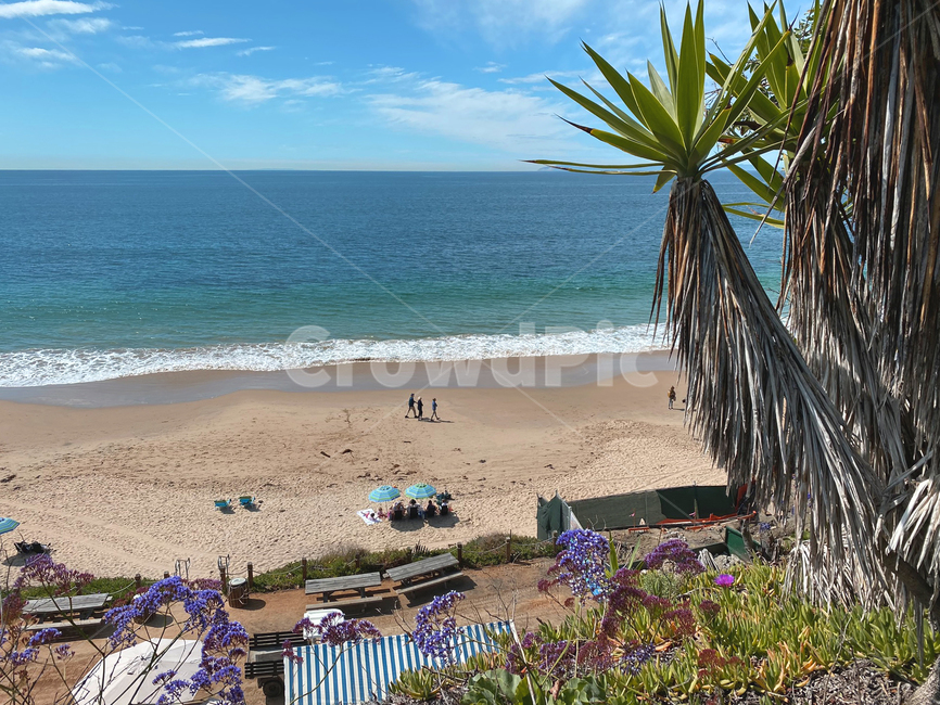 summer,vacation,californiabeach,palmtree,benches,여름