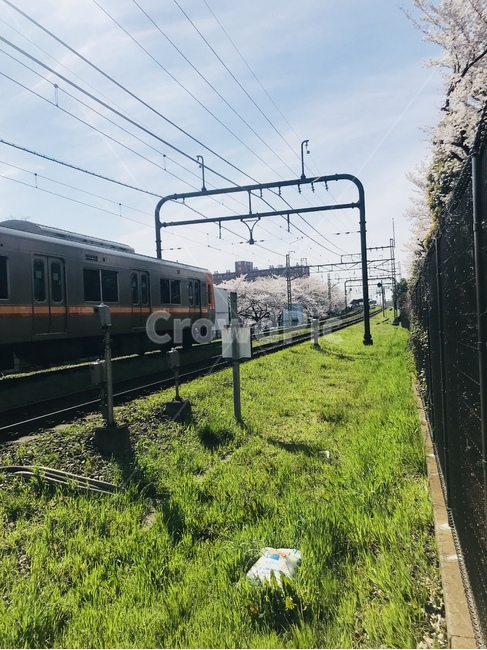 transportation,교통,traintrack,기찻길,rail,레일,railway,철도,train,기차,vehicle,차량,벚꽃,잔디,cherryblossom,grass,봄,spring