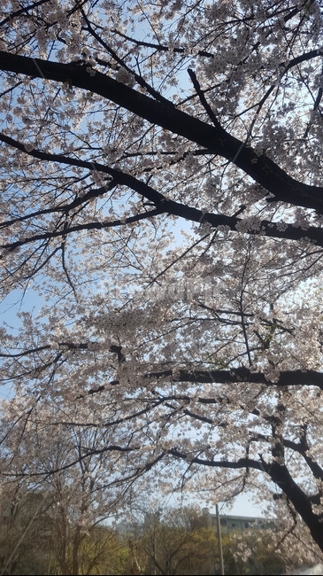벗꽃,봄풍경,봄,벗꽃나무,공원