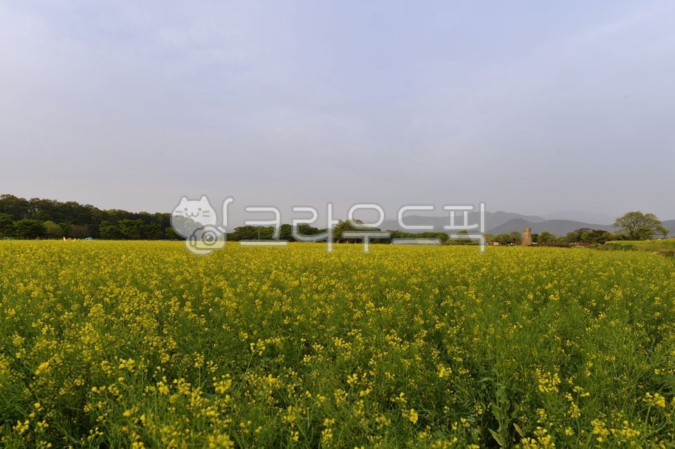 유체꽃, 경주, 봄꽃, 봄, 노랑꽃, 사진,이미지,일러스트,캘리그라피 - 깨비선생작가